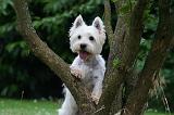 WESTIE 451